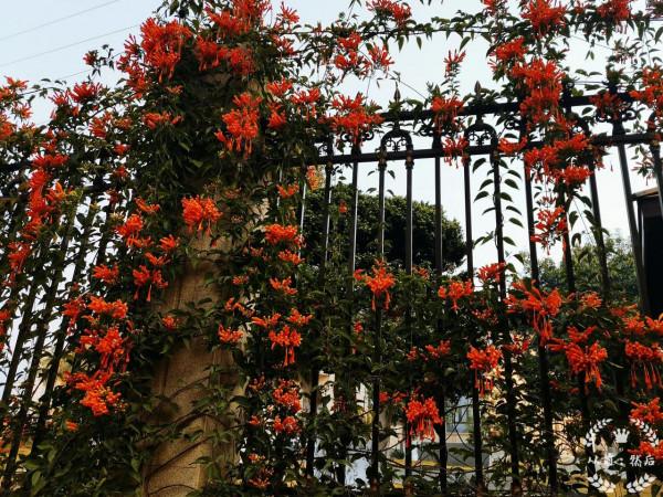 冬天也開炮仗花