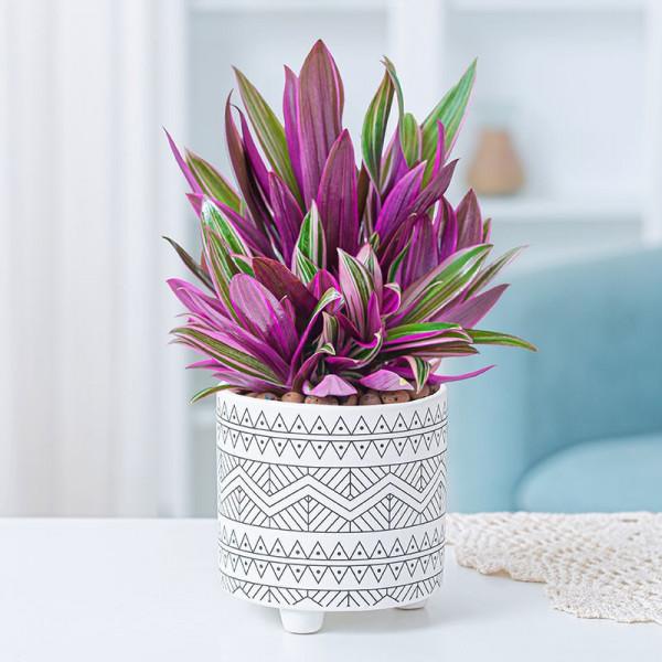 24種紫色花草,高貴而優雅,比綠蘿吊蘭好看多了 24種紫色花草,高貴而優雅,比綠蘿吊蘭好看多了