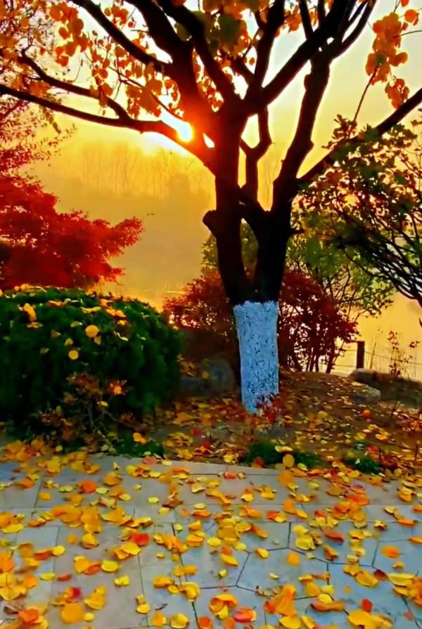 美景：夕陽下，公園裡，小徑上