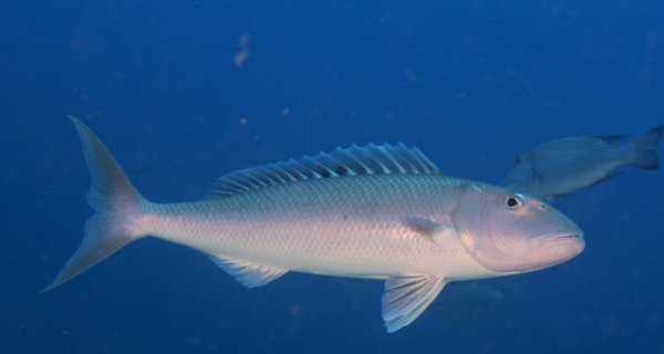 魚肉已被剃掉,為何魚還活著?日本獨創的美食表現形式“骨泳” 魚肉已被剃掉,為何魚還活著?日本獨創的美食表現形式“骨泳”