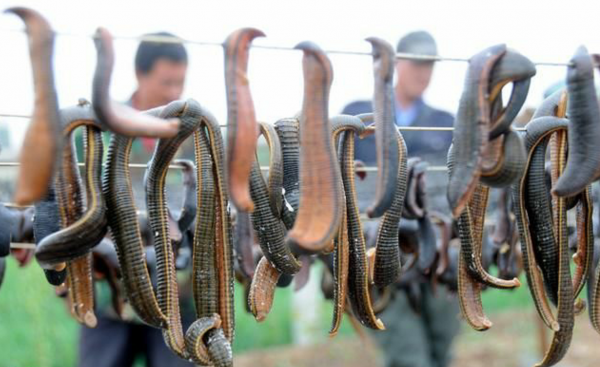 水蛭在澳洲氾濫成災!為何我國稱它為“軟黃金”,價格居高不下? 水蛭在澳洲氾濫成災!為何我國稱它為“軟黃金”,價格居高不下?