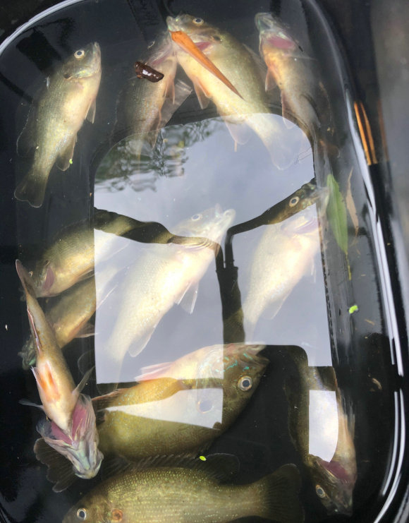 失控？東莞一水庫太陽魚成“霸主”，釣魚人一天可釣上百條