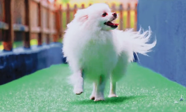 遼寧:漂亮博美被拋棄,狗狗:痊癒後我依舊美麗,可是主人你在哪 遼寧:漂亮博美被拋棄,狗狗:痊癒後我依舊美麗,可是主人你在哪