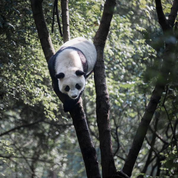 憨態可掬的熊貓寶寶