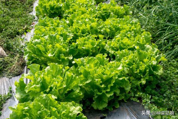 秋季能不能種生菜，什麼時候播種，怎麼管理生菜才能長得又大又好