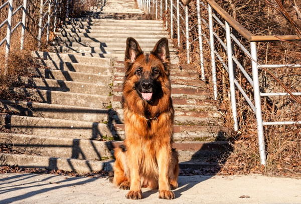 昆明犬和德牧區別在哪,你會選養哪隻? 昆明犬和德牧區別在哪,你會選養哪隻?