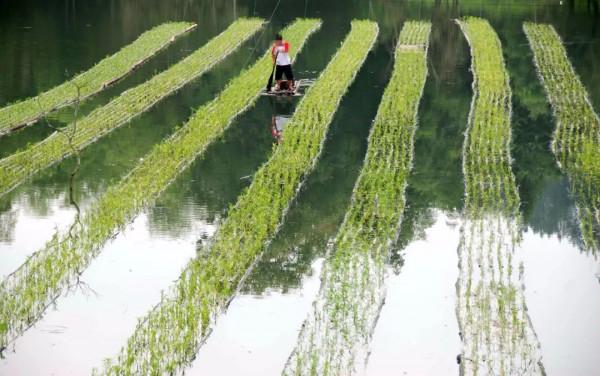 農村大叔水面種菜8年一畝賣6萬，長得快口感嫩，巧用漁網年收四茬