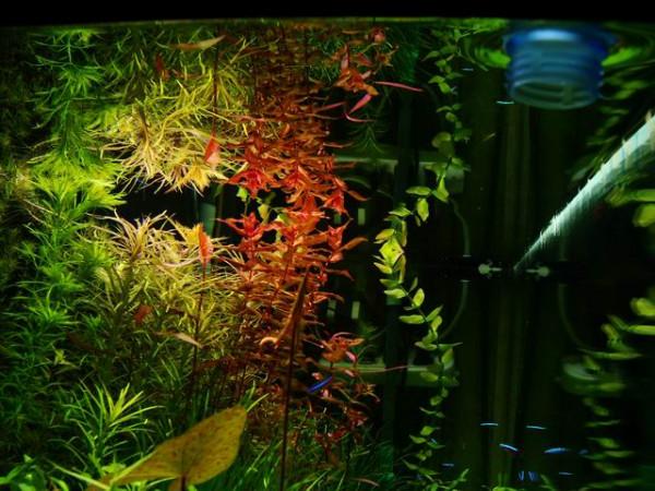 怎樣才能養出一缸讓人垂涎的水草