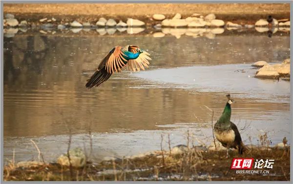 見過孔雀過河嗎？飛過河面的瞬間畫面太驚豔靈動了