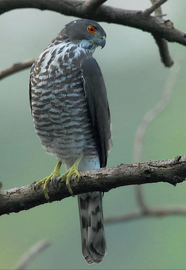 東江攬勝:收集常見鳥類圖譜之猛禽篇,攝鳥人自留地,建議收藏 東江攬勝:收集常見鳥類圖譜之猛禽篇,攝鳥人自留地,建議收藏