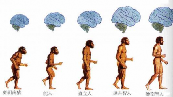 黃種人、白種人、黑種人之間，為何可以自由混血，沒有生殖隔離？