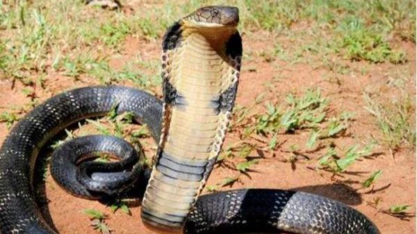 忠犬大黃狗之死