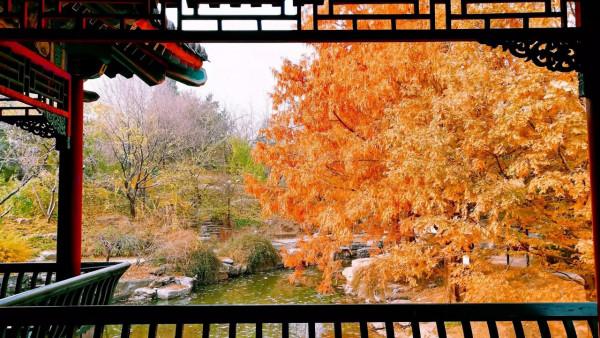 北京中山公園看水杉，來今雨軒吃冬菜包子