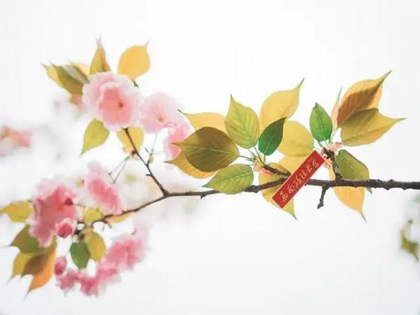 花豔吉利貴氣的八種富貴花