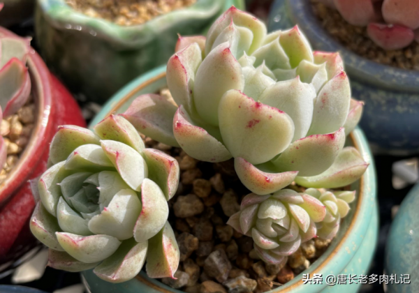 多肉沁心——多少肉友曾愛慕你的容顏，但誰又能承受歲月的變遷？