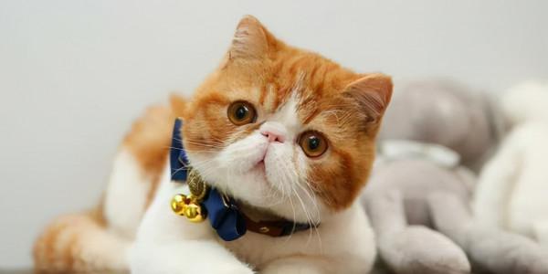 這5種貓，一生認很多主人，一點也不忠心