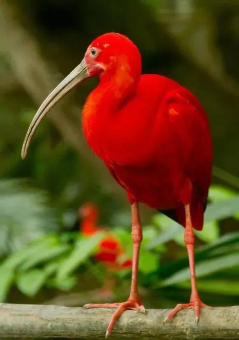 100幅美麗的鳥圖欣賞