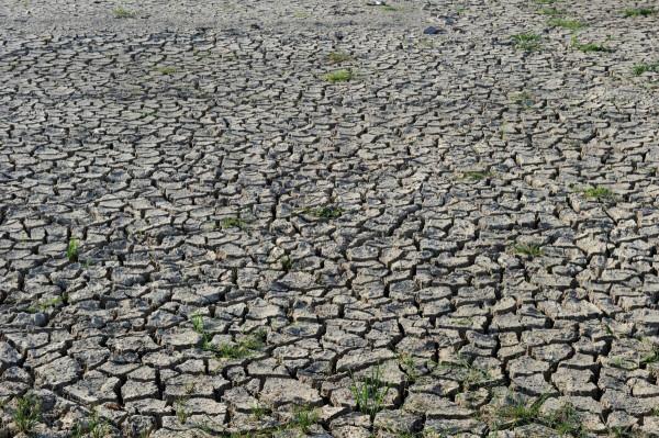 一個明朝商人從海外帶回了一根藤,中國人口暴漲三億 一個明朝商人從海外帶回了一根藤,中國人口暴漲三億