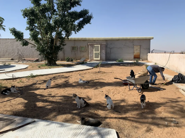 “貓咪住進60層頂樓”被刷爆,網友:救命!美瘋了 “貓咪住進60層頂樓”被刷爆,網友:救命!美瘋了