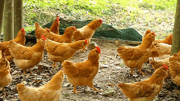 以色列科學家培育出“無毛雞”,產蛋能力提升20%,長肉速度飛快 以色列科學家培育出“無毛雞”,產蛋能力提升20%,長肉速度飛快