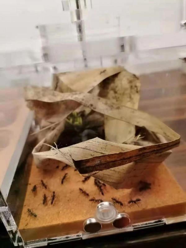 和孩子一起讀書,養昆蟲,認識大自然 和孩子一起讀書,養昆蟲,認識大自然