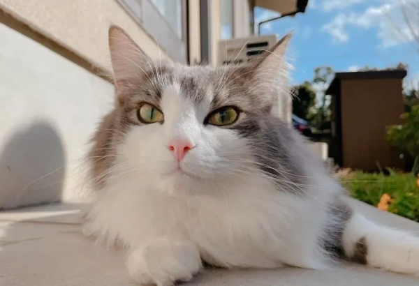 田園貓顏值的天花板山東獅子貓，哪怕流浪也難掩優雅的氣質