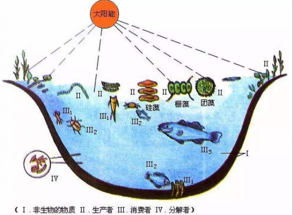 船舶上的糞便去哪裡呢？會被直接排到大海里去餵魚嗎？