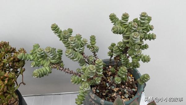 入冬的多肉 入冬的多肉