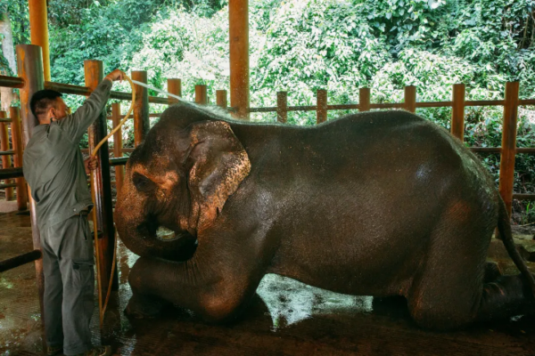 在西雙版納，救護亞洲象的人：喂藥時需“鬥智鬥勇”，它們聽得懂簡單的指令，能區分飼養員