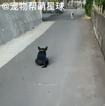 狗狗被主人抓去掙狗糧錢，看到它賣力的樣子，我又自閉了