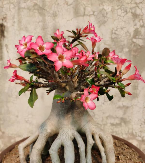 “窮養”5種花，用小花盆栽種，多曬少管更利於生長，又美又值錢