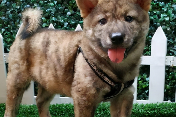 中華田園犬品種圖鑑 中華田園犬品種圖鑑