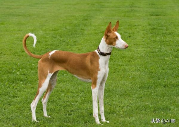 世界上跑得最快的狗 世界上跑得最快的狗