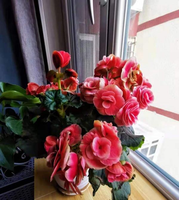 7種花,花期超過大半年,冬天室內依舊綻放 7種花,花期超過大半年,冬天室內依舊綻放