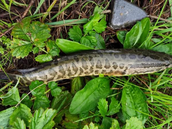 我本來想著搶在洪峰前釣釣魚，沒成想差點沒走出來……
