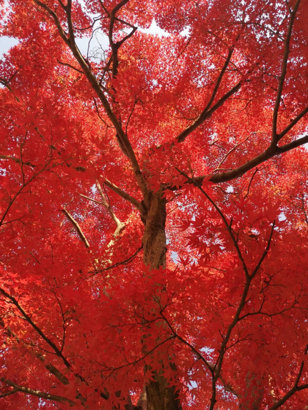 這些奢侈回憶，被我翻了千百遍