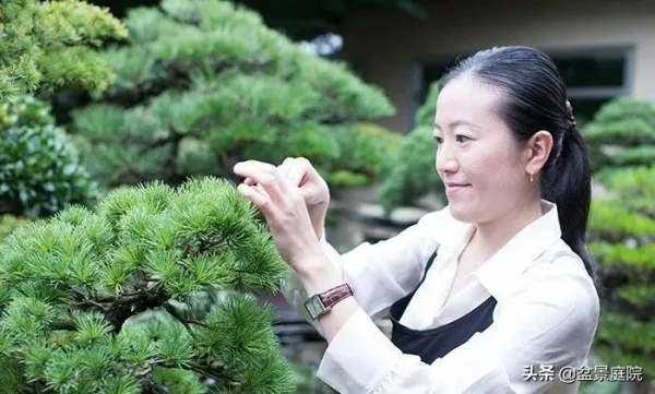 山田香織，一個小女子，卻把盆景玩轉世界各地