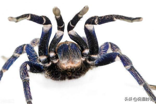 毒蜘蛛-五毒之——蜘蛛毒液,你應該瞭解的毒性知識(一)習性篇 毒蜘蛛-五毒之——蜘蛛毒液,你應該瞭解的毒性知識(一)習性篇