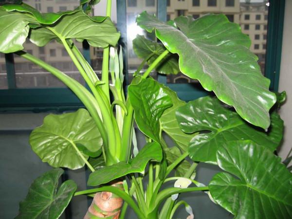 6種&OpenCurlyDoubleQuote;大毒花&rdquo;，春天正開花，看見離遠點，避免中毒