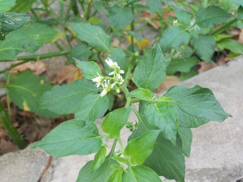 以前農村田地裡常見的一種植物龍葵，農民當成雜草，現在幾近消失