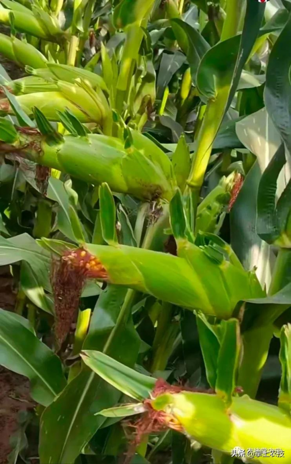 玉米高產栽培技術|合理密植是關鍵 玉米高產栽培技術|合理密植是關鍵