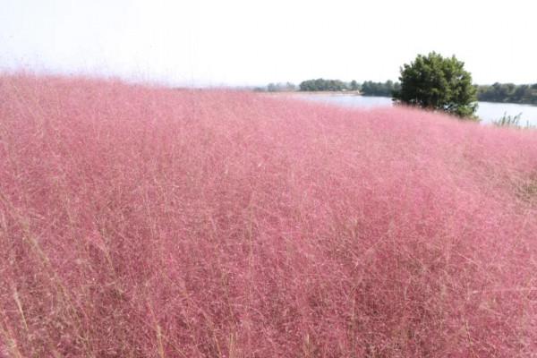 中秋去哪兒:粉黛染山頭,如煙似霞浪漫朦朧 中秋去哪兒:粉黛染山頭,如煙似霞浪漫朦朧