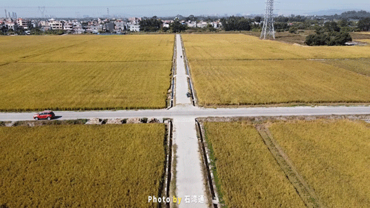 萬萬沒想到，石灣也有這麼漂亮的稻田