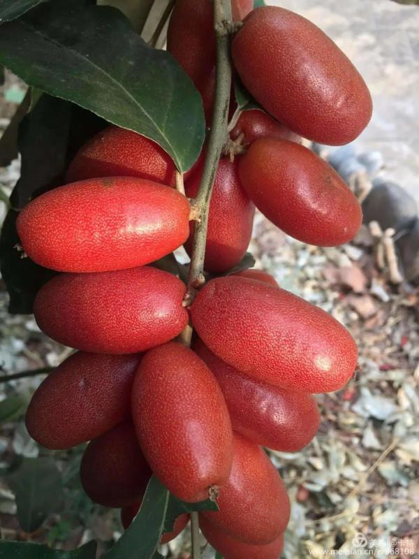 雲南的各種奇葩水果，吃法獨特，我還能叫出17種，都認識算你厲害