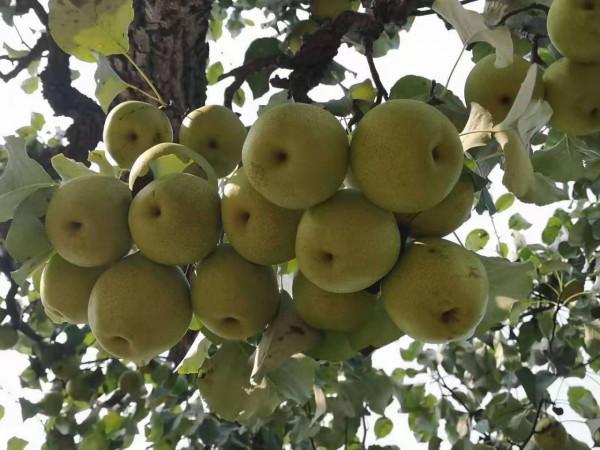 冬季水果價格漲多跌少：草莓價格高到不敢多吃，柿子價格迎來巔峰