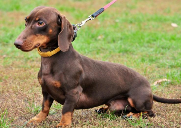 臘腸犬有“淚痕”怎麼辦？
