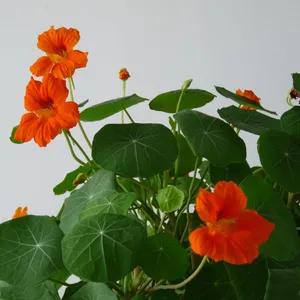 分享旱金蓮 花葉有極高觀賞價值全顆可以入藥 深受大家喜愛