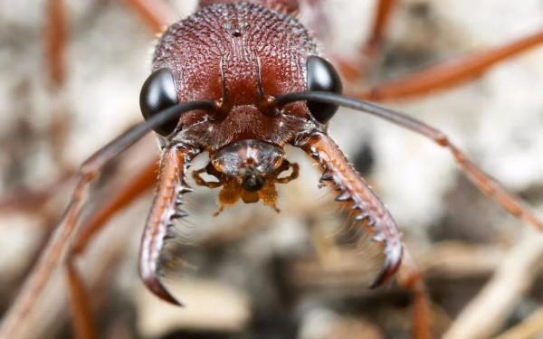 最大螞蟻——公牛蟻