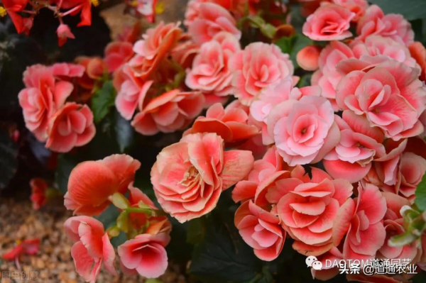 十月啦還不知道入手種什麼花嗎？快來看看小編推薦