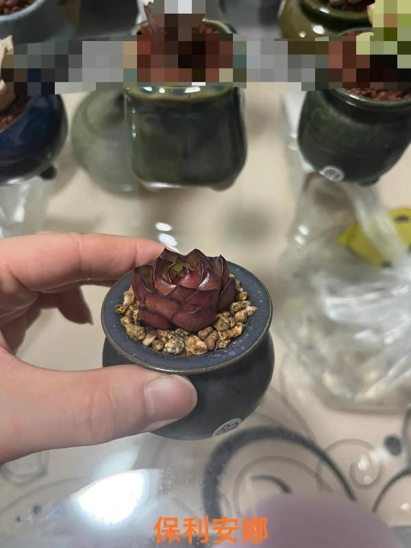 小白慢慢開始學習多肉如何修根配土上盆